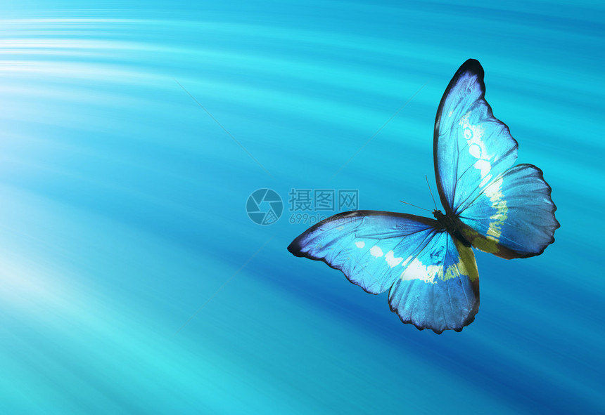 热带五颜六色的蝴蝶背景图片