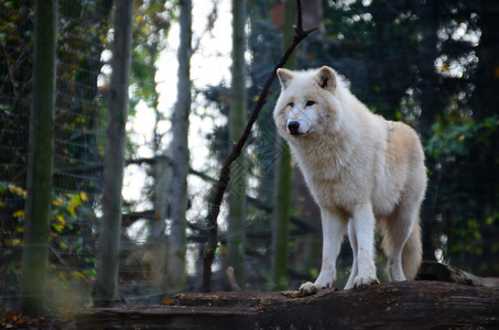 美丽的白狼站在动物园的围栏里图片
