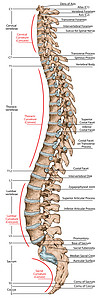 右侧子宫骶韧带人体骨骼系统解剖背景