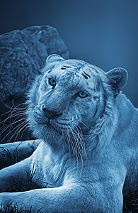 夜间老虎具有蓝色效果图片