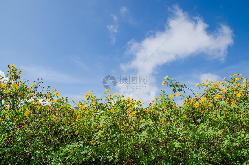 天空背景上的Maxican天向图片