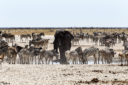 非洲大象与斑马和羚羊一起在纳米比亚库内尼的乌姆比卡埃托沙公园的一个图片