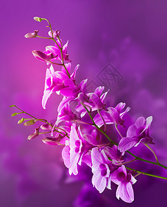 色彩多的紫兰花鲜花充图片