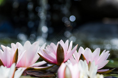 池塘里的莲花近景图片