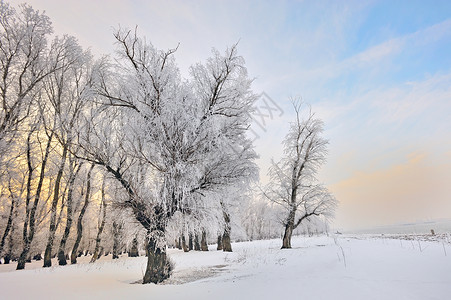 多瑙河附近结霜的冬树图片