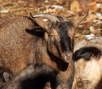 一只美丽的微型喀麦隆山羊的景色图片