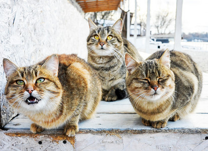 一群猫坐着看相机图片