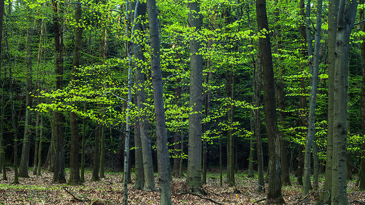 绿树成荫的年轻灰色森林景观自然系列图片