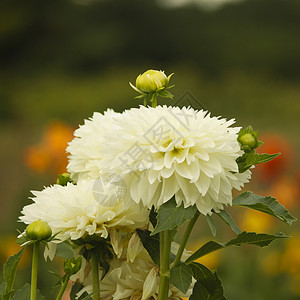 花园里的白菊花图片