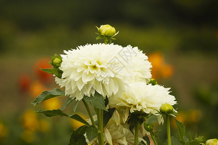 花园里的白菊花图片