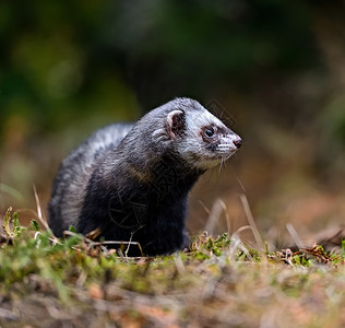 StoatMustelaerminea站立在猎图片