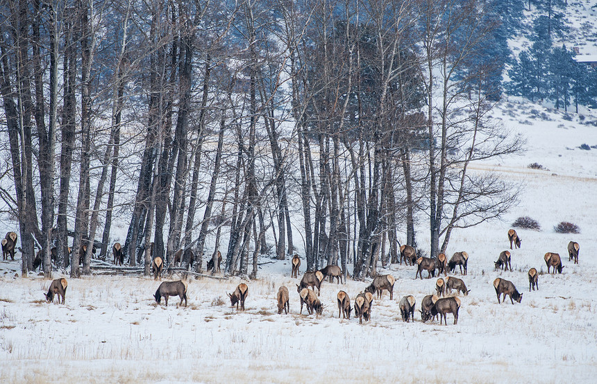 科罗拉多麋鹿群在冬天美国科罗拉多州落基山公园科罗图片