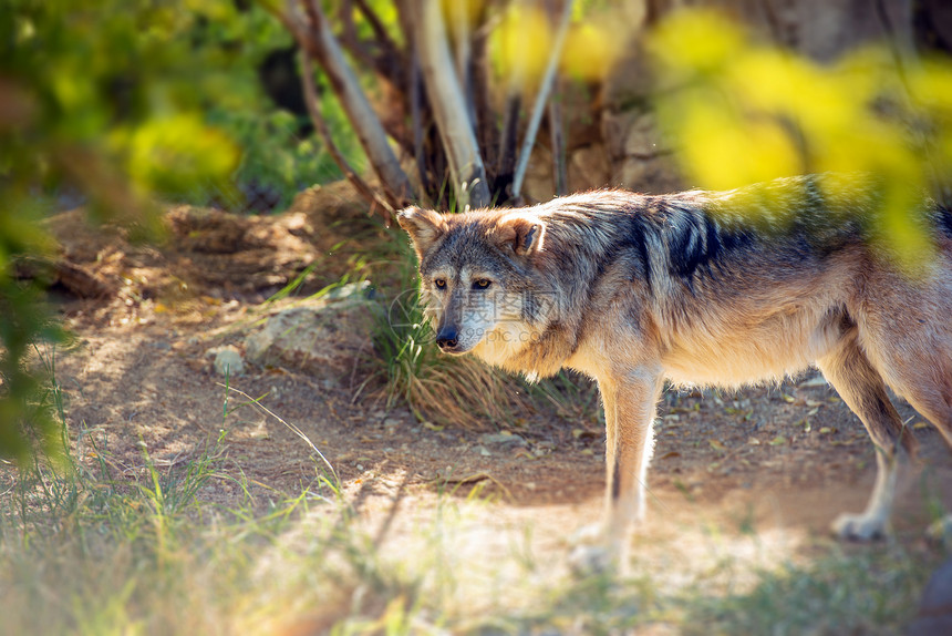 墨西哥Wolf也称为Lobo图片