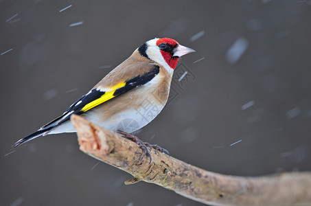 Goldfinch在下雪时站在图片