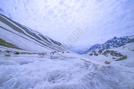 白雪皑的冰川上的绵羊图片