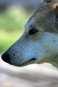 西伯利亚狩猎犬Laika俄图片