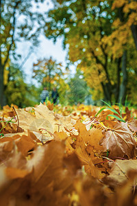 秋天城市公园的落叶图片