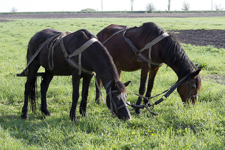 在工作休息季节放牧的马匹种植图片