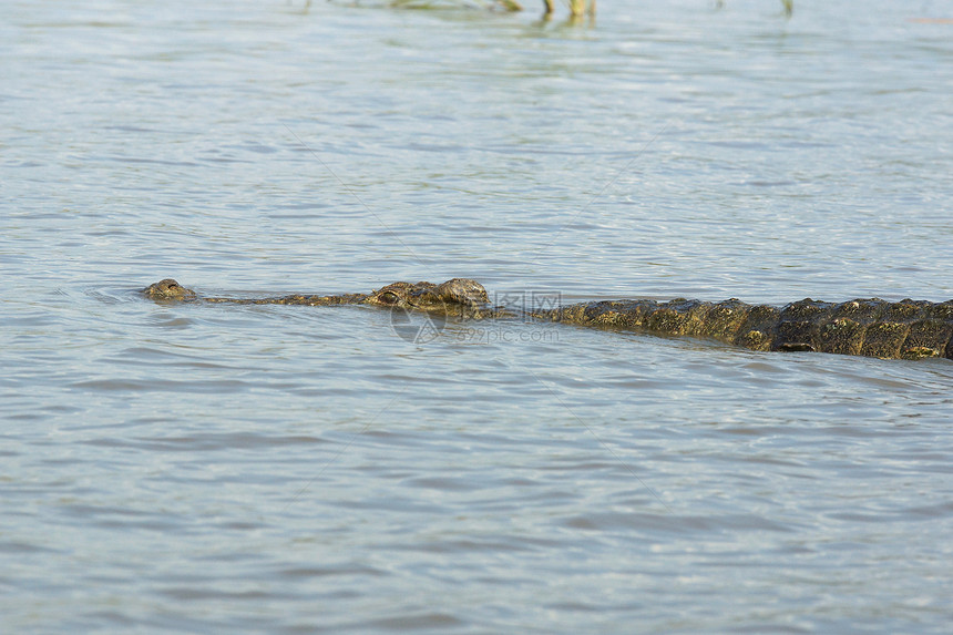 尼罗河鳄鱼查莫湖埃塞图片