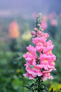 金鱼草龙花盛开在花园里背景图片