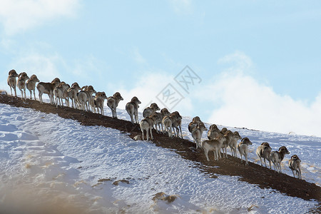 羊群马可波罗度假马可波罗在山坡上吉尔图片