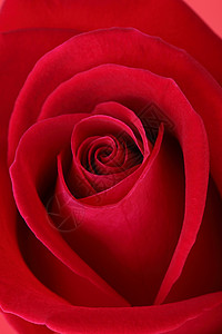 红玫瑰花朵有美丽的花图片