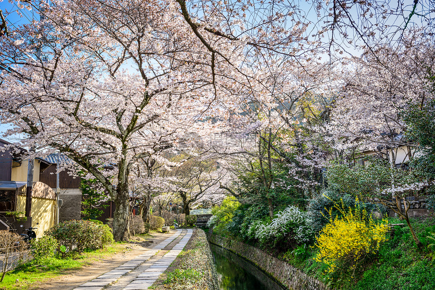 京都日本哲学家的漫步图片