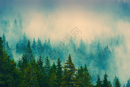 喀尔巴阡山迷雾森林中美丽的红雾复古图片图片