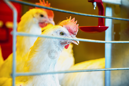农场孵化器或鸡舍中的鸡农田产业图片
