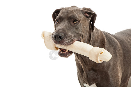 美丽的大戴恩种狗特配狗将大骨头塞在嘴里在白色图片
