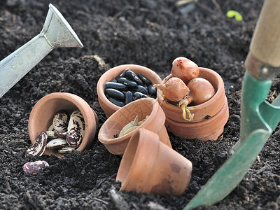 将种菜工具放于土壤中的种背景图片