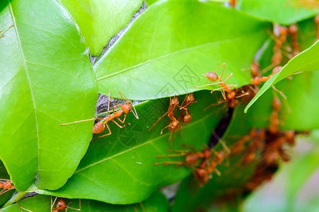 蚂蚁建造房屋的力量图片
