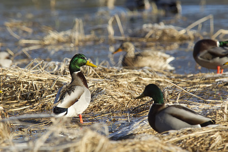 野鸭聚集在湿地区域图片