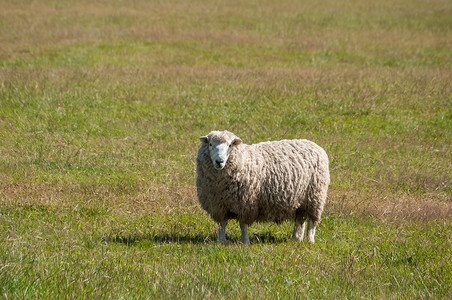 新西兰草地上的单张照片羊图片