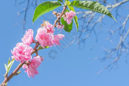 梅花与蓝天背景的图像图片