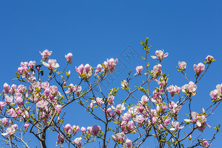 玉兰花春天盛开的玉兰树图片