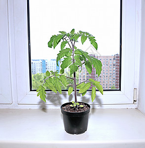 窗台上的花盆番茄苗图片