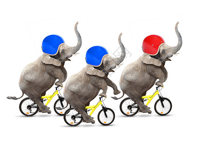 自行车比赛三头大象骑自行车玩得很开心图片