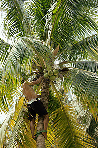 椰子树上的专业登山者用绳子收集椰子图片