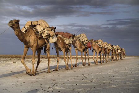 骆驼大篷车从埃塞俄比亚卡罗姆湖中部的咸图片