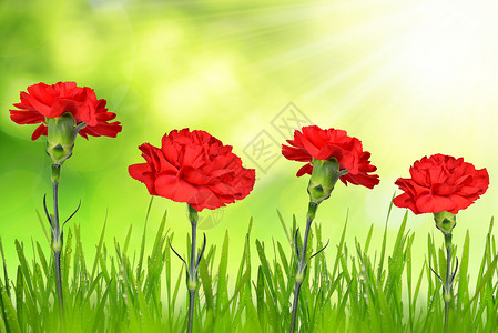 绿色背景中露水草丛中的红色康乃馨图片