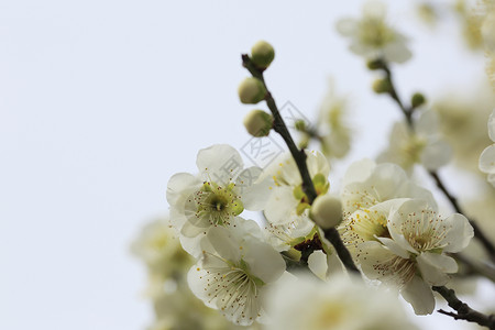 日本春天盛开的美丽梅花背景图片
