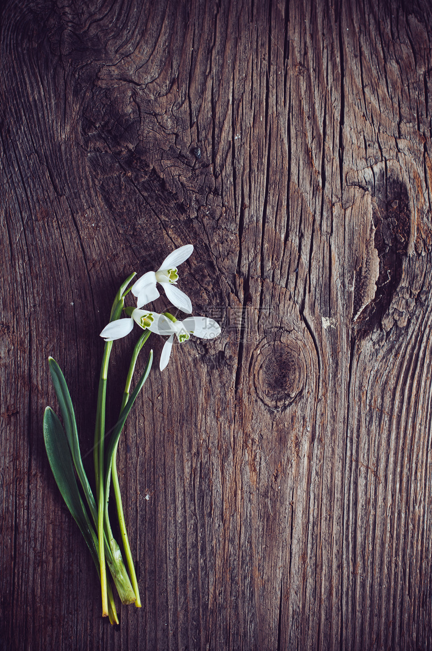 旧木纹理板上的一束春花雪莲图片
