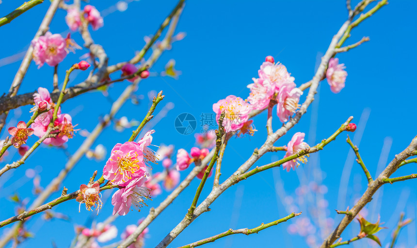 梅花与蓝天背景的图像图片