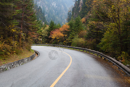 森林道路图片