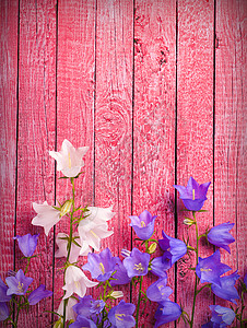 粉红色木质背景上的蓝色和白色铃铛花图片
