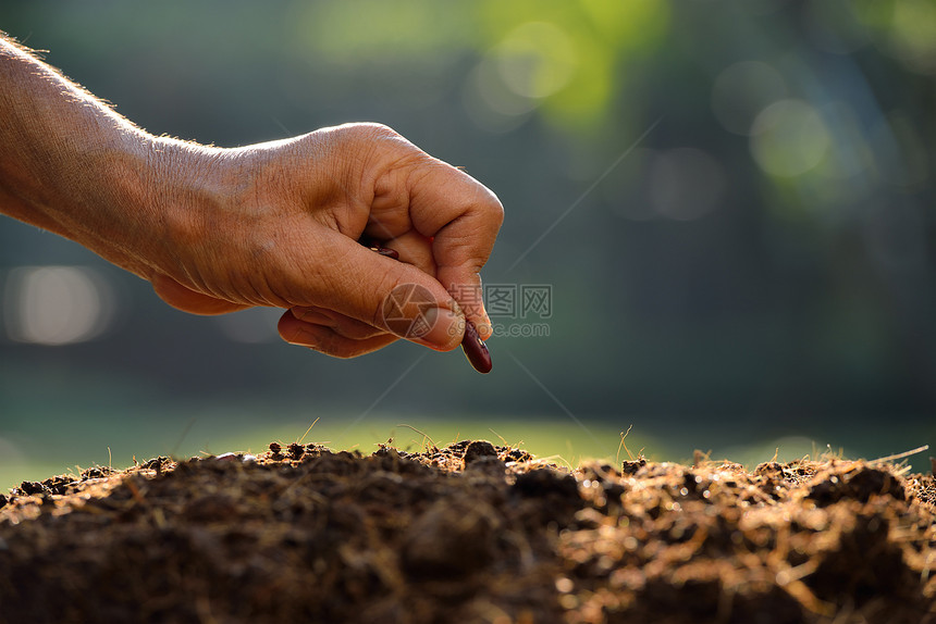 农民的手在土壤中播种图片