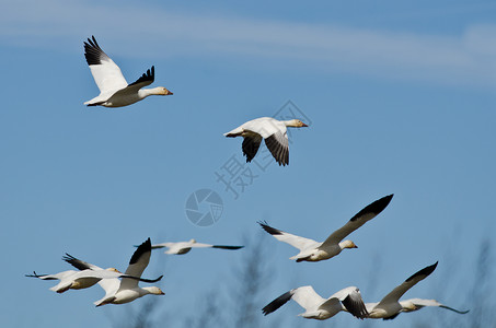 雪雁群在蓝天中飞翔图片