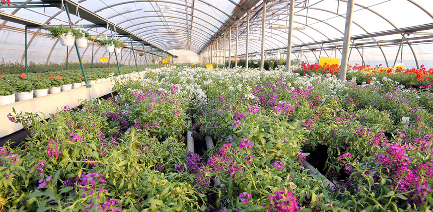 巨大的温室有很多花朵和植物图片