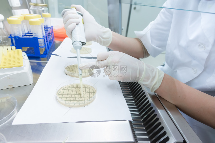 生命科学专业人员在培养皿中嫁接细菌科学家图片